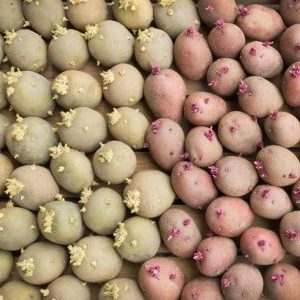 Выбор и подготовка семенного картофеля