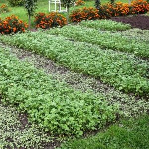Экологические методы повышения плодородия почвы: смешанные посадки и сидераты