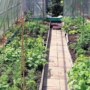 Проблемы при выращивании томатов и перцев в теплице