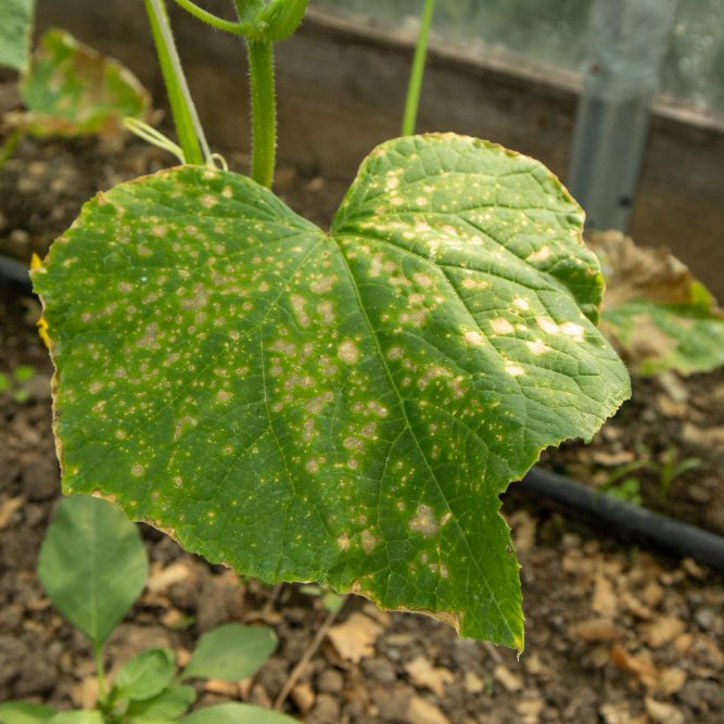 Болезни тепличных огурцов и борьба с ними