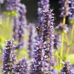 Agastache "Black Adder" with bees in full bloom