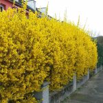 цветущая изгородь жёлтая