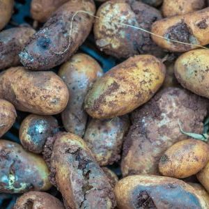 Грибковые болезни картофеля