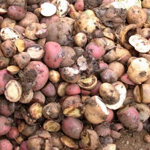 Бактериальные и вирусные болезни картофеля