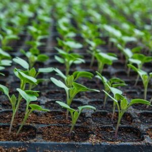 Выращивание рассады капусты в теплице