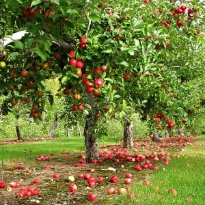 Как посадить яблони?
