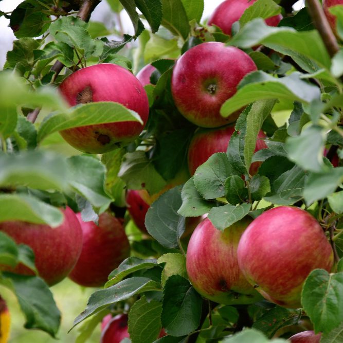 Борьба с вредителями яблоневого сада