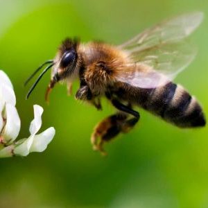 10 советов по привлечению полезных насекомых в сад