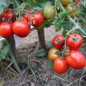 10 советов по выращиванию помидоров