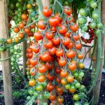 штамбовые томаты