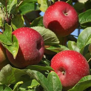 Борьба с вредителями яблоневого сада