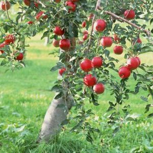 Болезни яблони и борьба с ними
