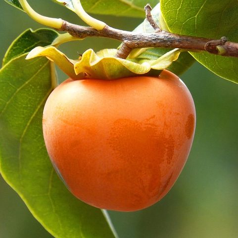 Можно ли вырастить хурму в Московской области?