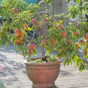5 фруктовых растений для балкона