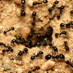 Домашние средства от муравьев: что действительно работает?