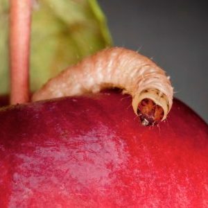 Яблонная плодожорка