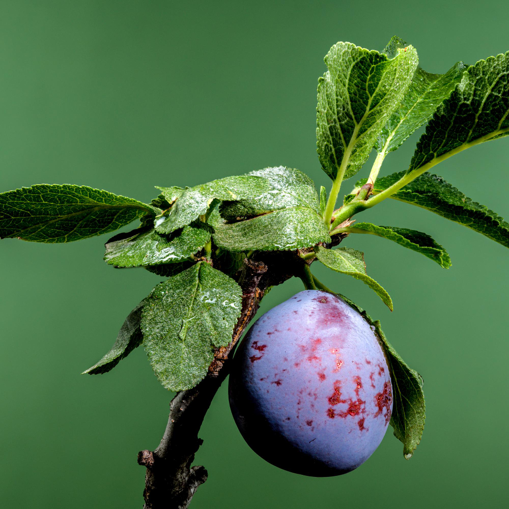 Вредители сливы