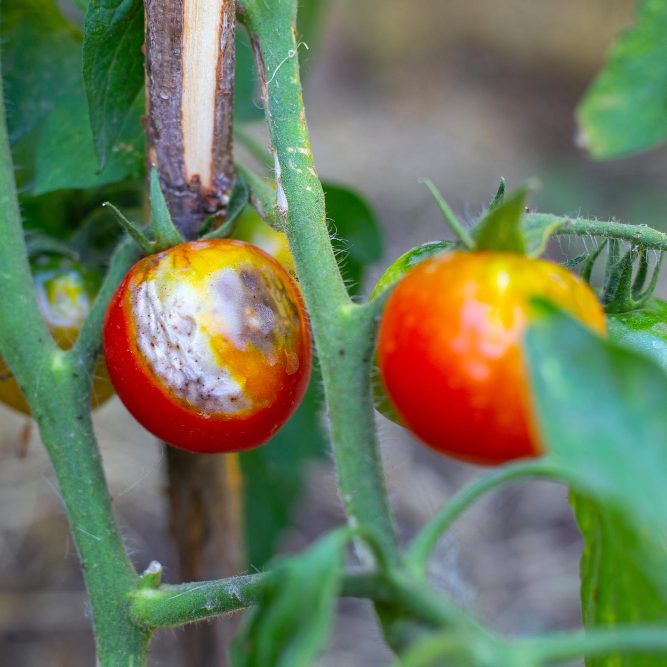 Основные болезни томатов в России: выявление, лечение и профилактика