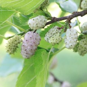 Что такое шелковица и как её вырастить