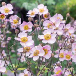 Азбука травянистых многолетников: А-Б