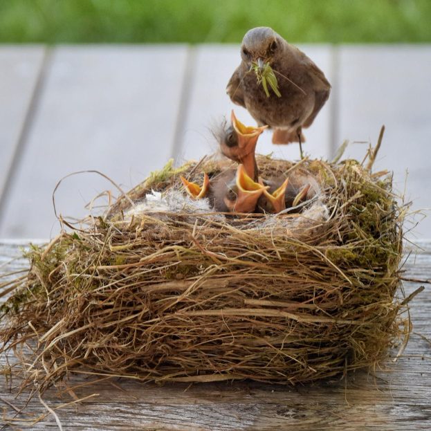 10 способов отвадить птиц вить гнёзда там, где вы этого не хотите