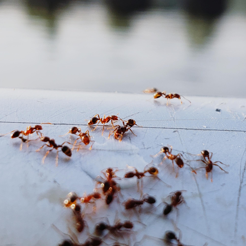 Как отпугнуть насекомых естественным способом
