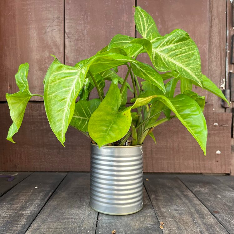 10 обычных предметов домашнего обихода, которые можно использовать в саду и огороде