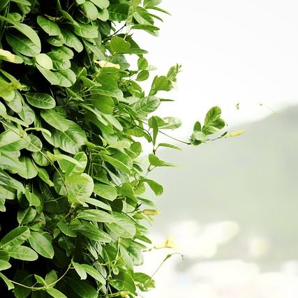 Лианы в саду, часть II