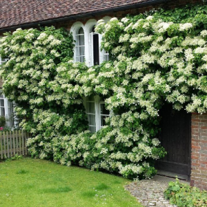 Лианы в саду, часть II