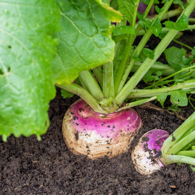 Как вырастить репу в горшке