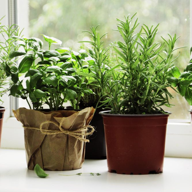 Зимние посевы зелени