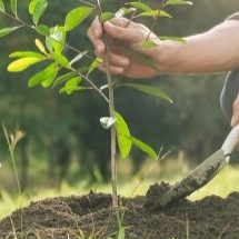 Фатальные ошибки при посадке фруктовых деревьев