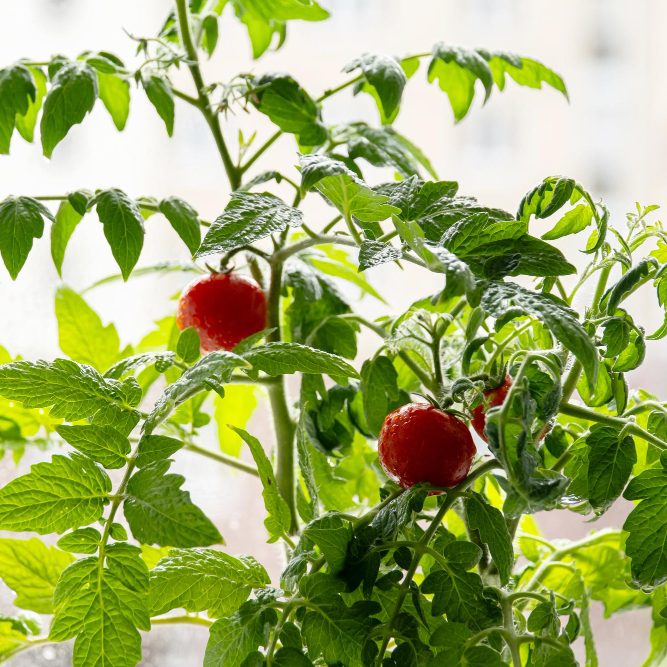 Перезимовка перцев и помидоров