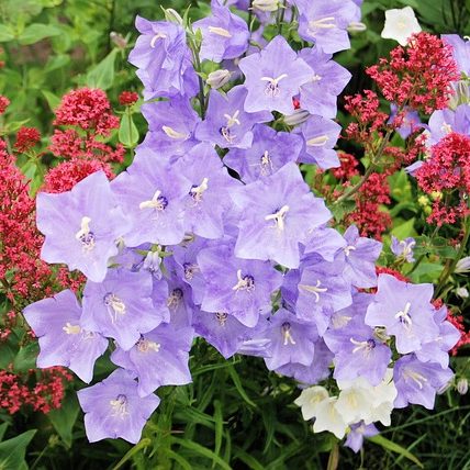 Азбука травянистых многолетников: В-К