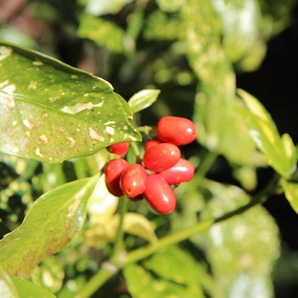 Аукуба японская