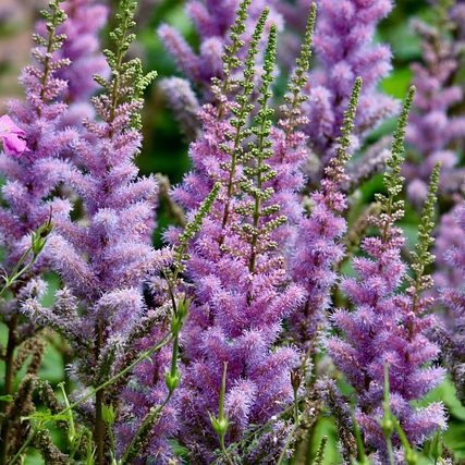 Азбука травянистых многолетников: А-Б