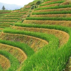 Терраморфинг