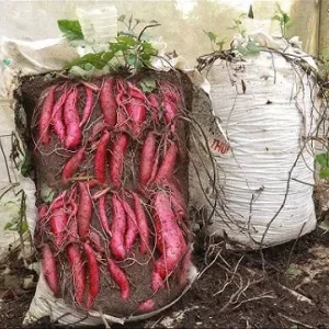 Выращивание батата в мешках