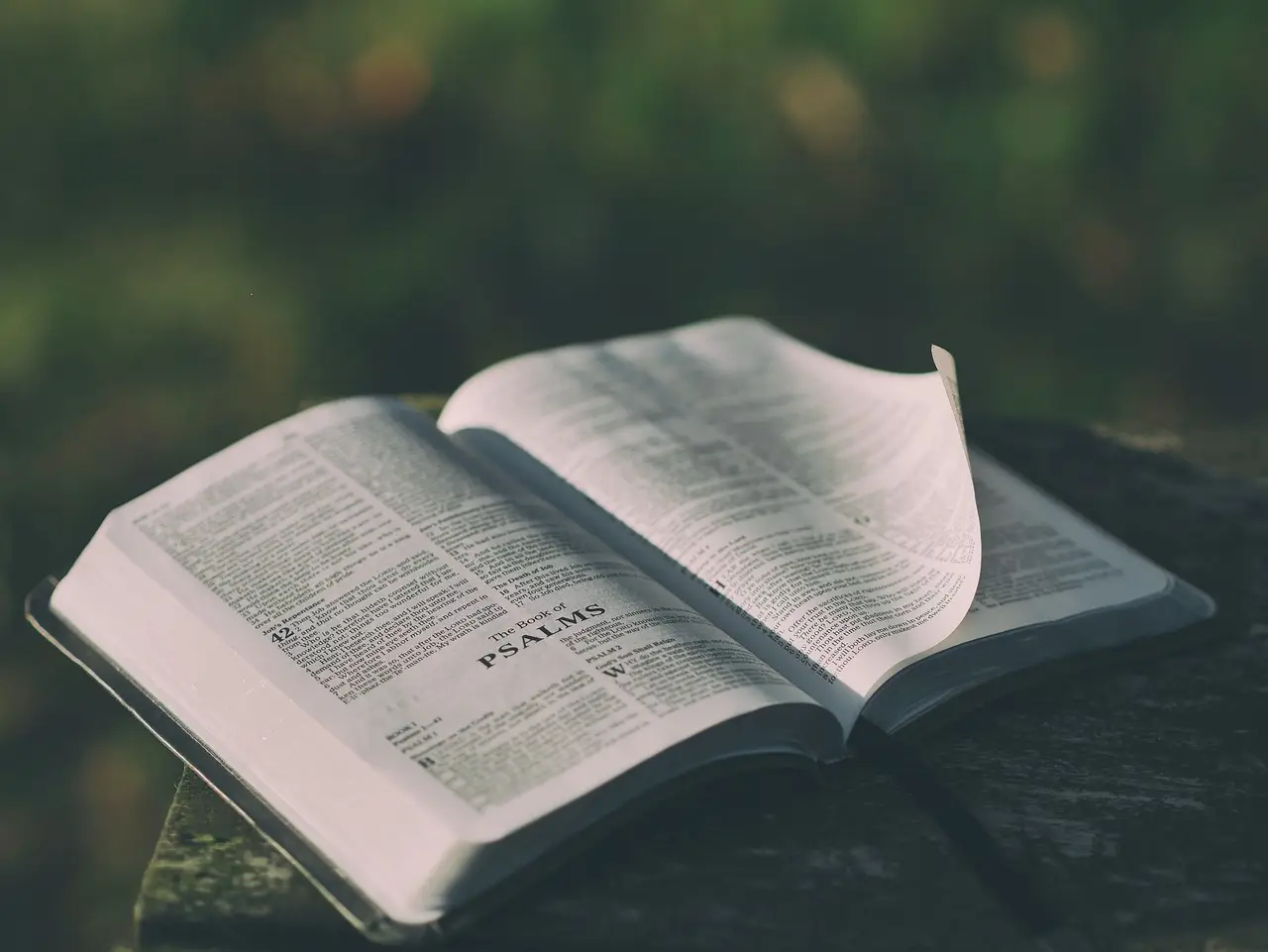 Регулярно читающих Библию американцев стало рекордно мало — всего 103 миллиона человек