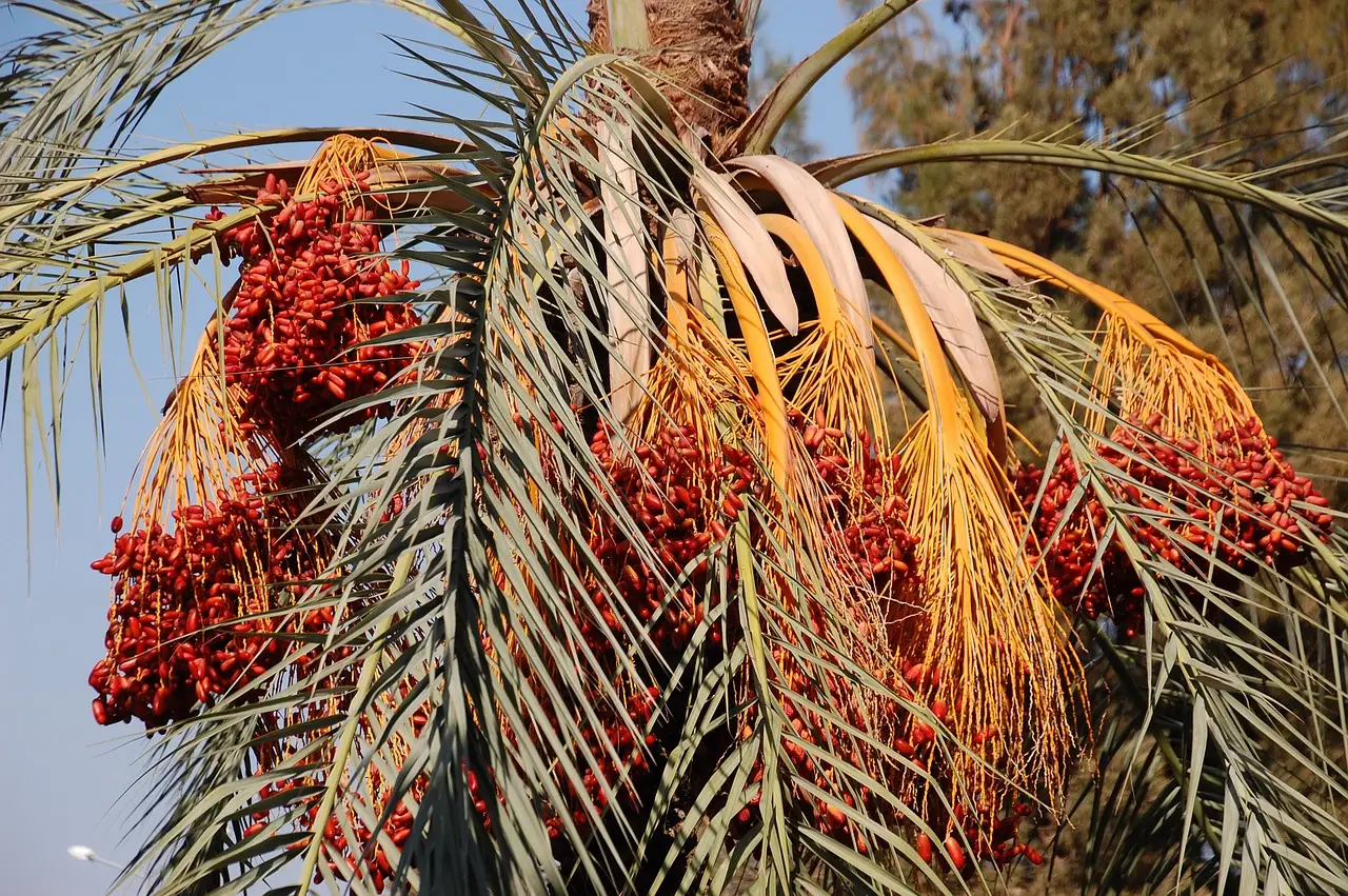 В Израиле выращивают финиковые пальмы из 2-тысячелетних семян библейских времен