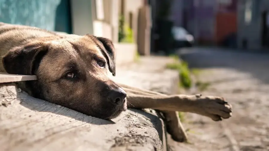 В Русской Православной Церкви дали отрицательный отзыв на законопроект об эвтаназии бездомных собак
