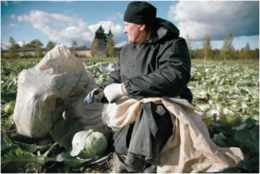 Монах Моисей (Челышев) на уборке урожая. 2010 год