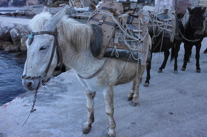 Файл:Афон 2016 - 60.jpg