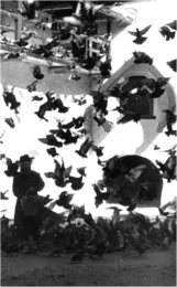 Монах Аввакум и голуби. 1960 год