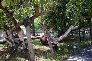 Памятник природы «Шам-дуд»