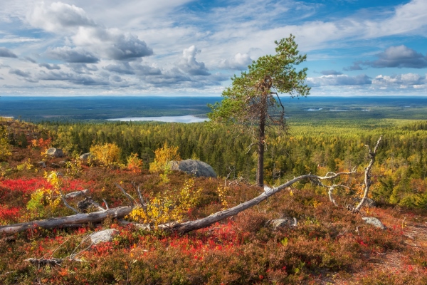 mystical mountain vottovaara in karelia during the golden autumn russian northern landscape - Варенье из костяники