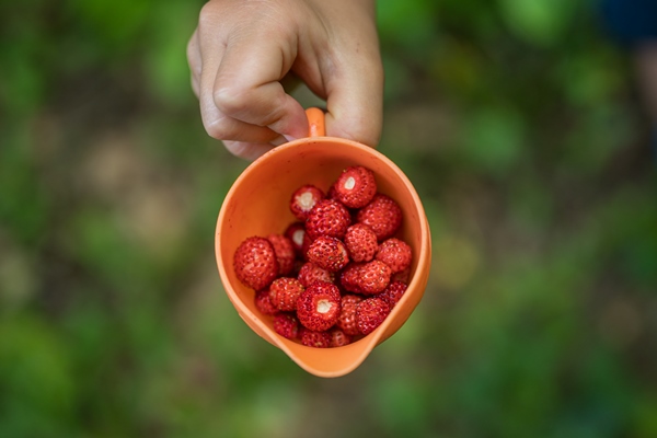 top view of childs hand holding an orange cup full of wild strawberries - Домашнее мороженое