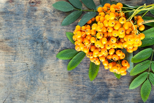 autumn background a bunch of rowan berries on an old wooden background view from above copy space - Рябина, протёртая с сахаром