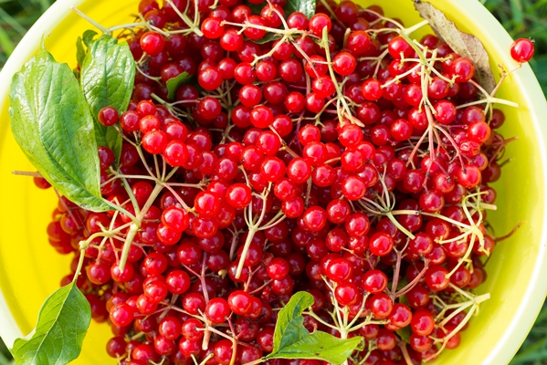 berries of red viburnum in bucket - Калина, перетёртая с сахаром