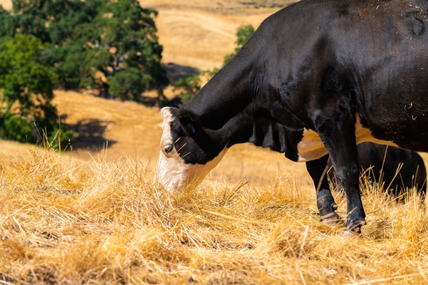 black cow with white head pasturing in dry grassland perfect for space - Библия о пище